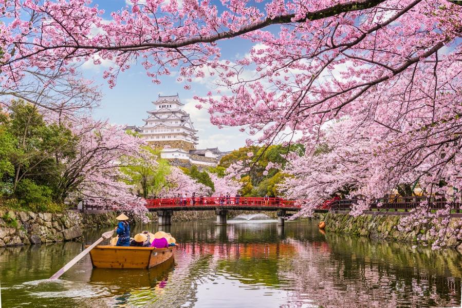 Sakura ou les cerisiers en fleur du Japon