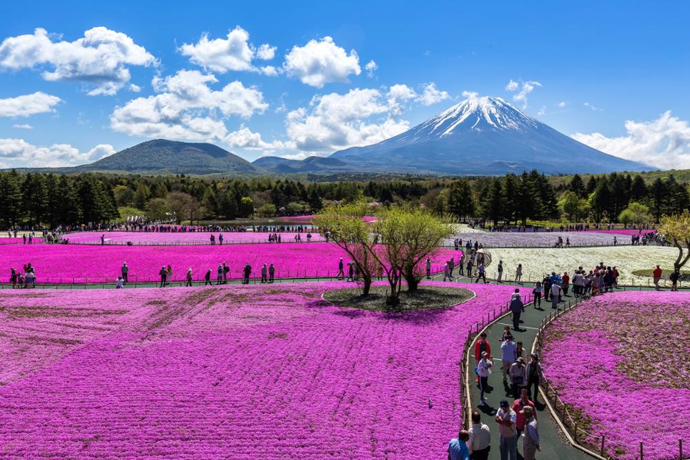 Top 6 des meilleurs spots pour observer le mont Fuji