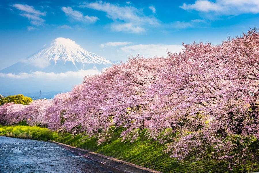Où et quand voir les sakuras, les célèbres cerisiers en fleur au Japon ?