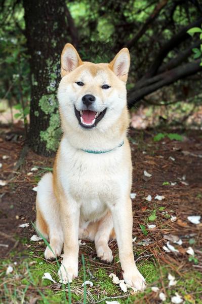 Le Chien Hachiko à Tokyo