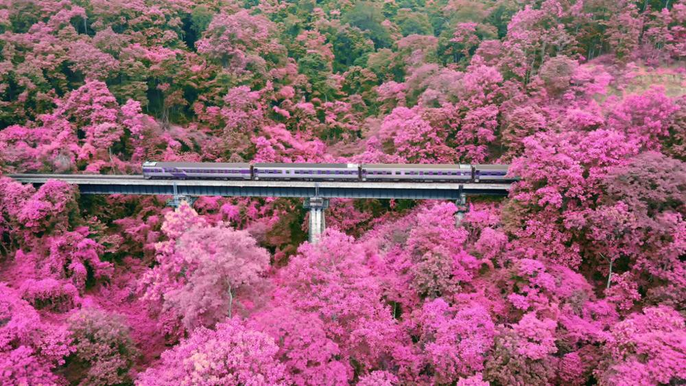 Réseau ferroviaire au Japon : quels prix et quelles options pour prendre le train ?